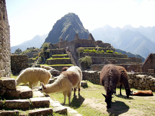 Perou 2003 - 142 - Machu Picchu